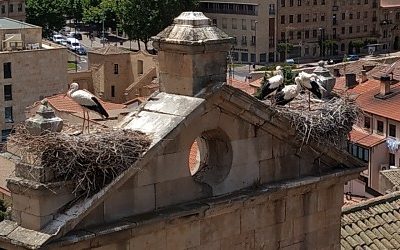 Tour Salamanca: Las cigüeñas han vuelto